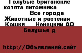 Голубые британские котята питомника Silvery Snow. - Все города Животные и растения » Кошки   . Ненецкий АО,Белушье д.